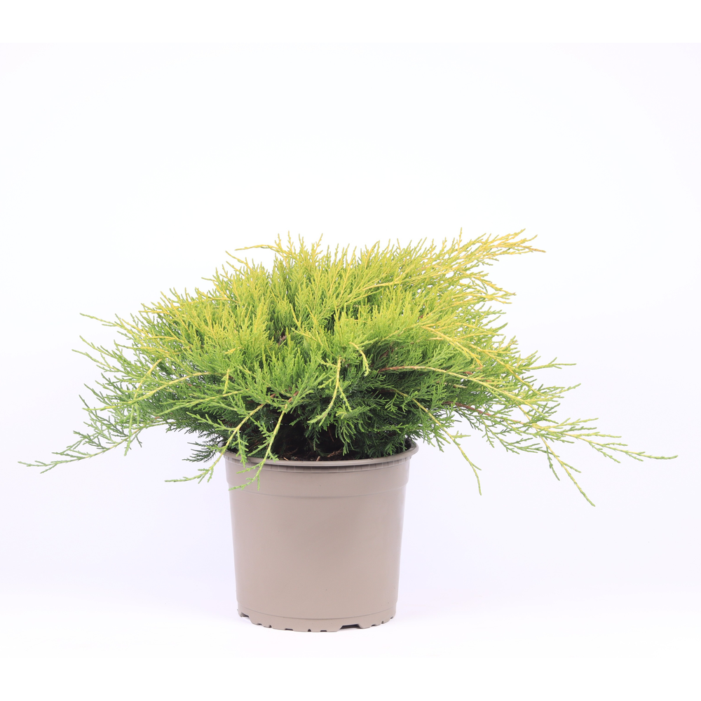 Juniperus x pfitzeriana 'Old Gold'.