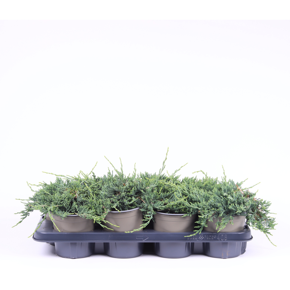 Juniperus horizontalis 'Wiltonii'.