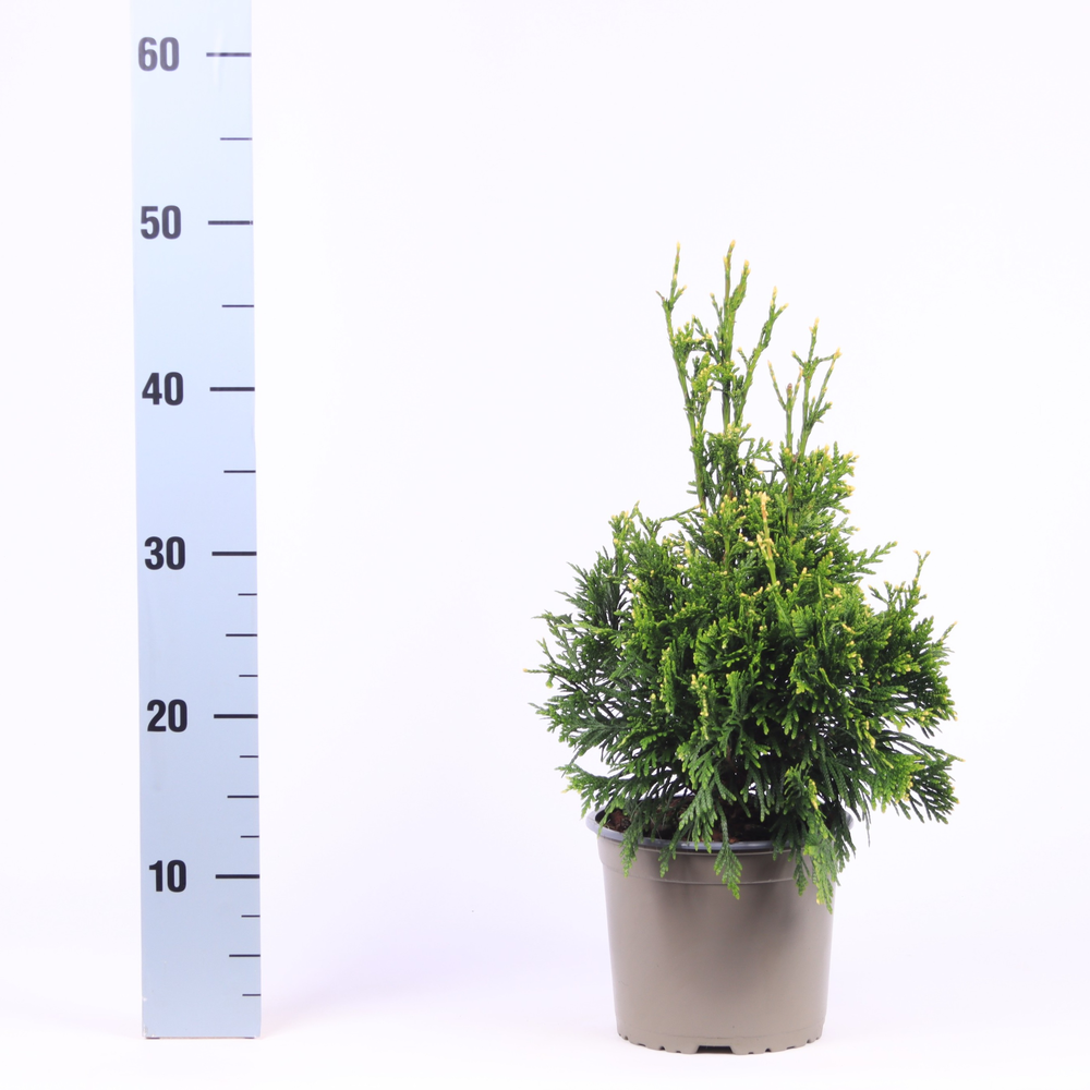 Thuja plicata 'Can-Can'.