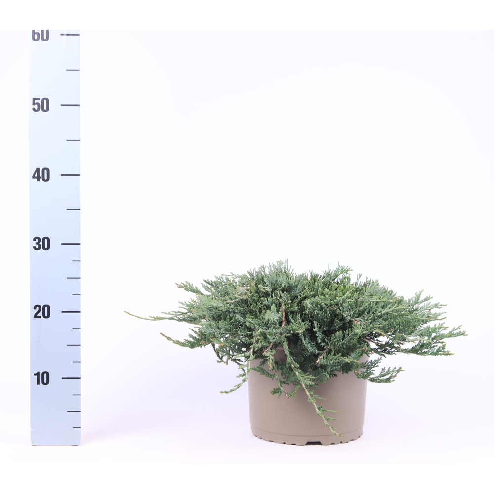 Juniperus horizontalis 'Wiltonii'.