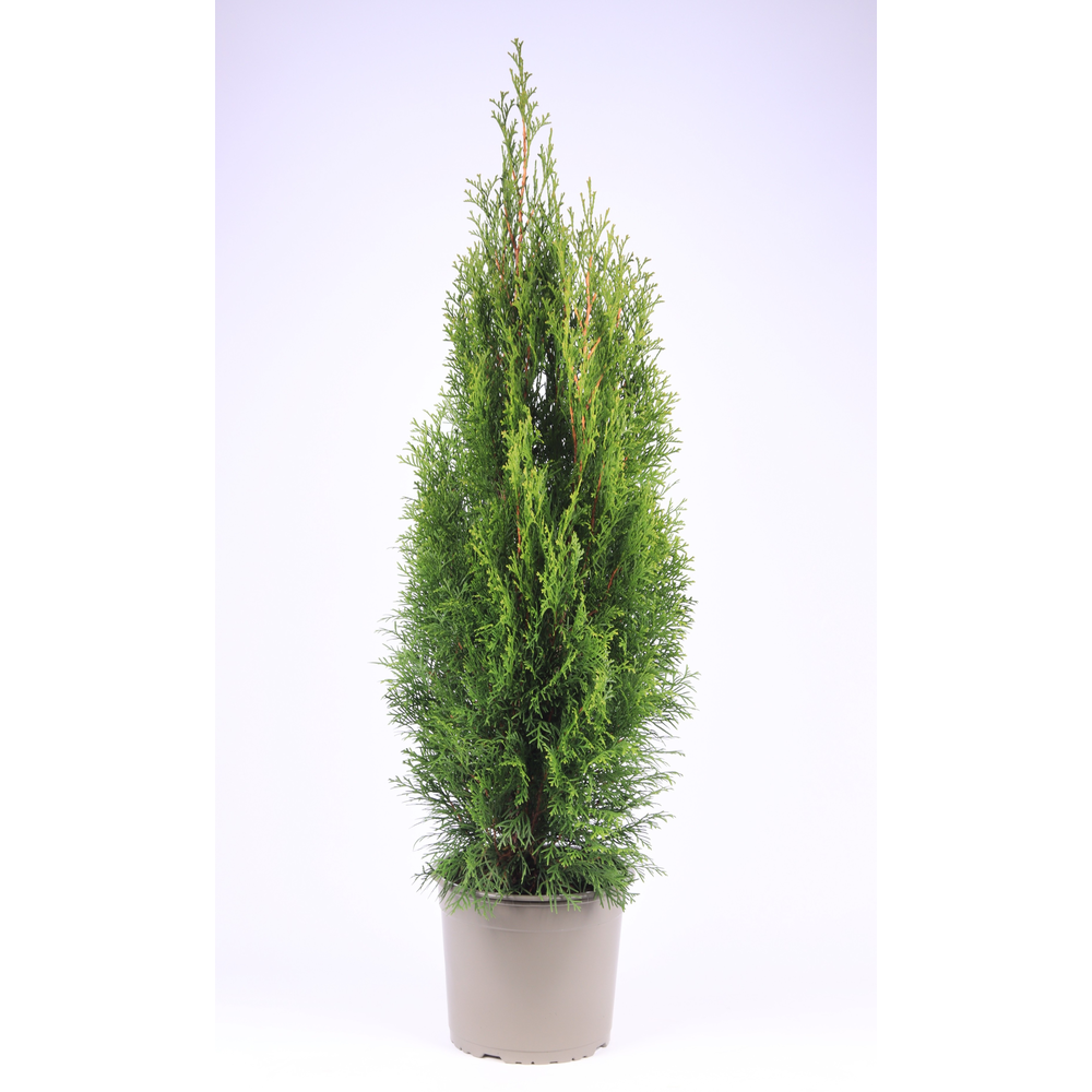 Thuja occidentalis 'Smaragd'.