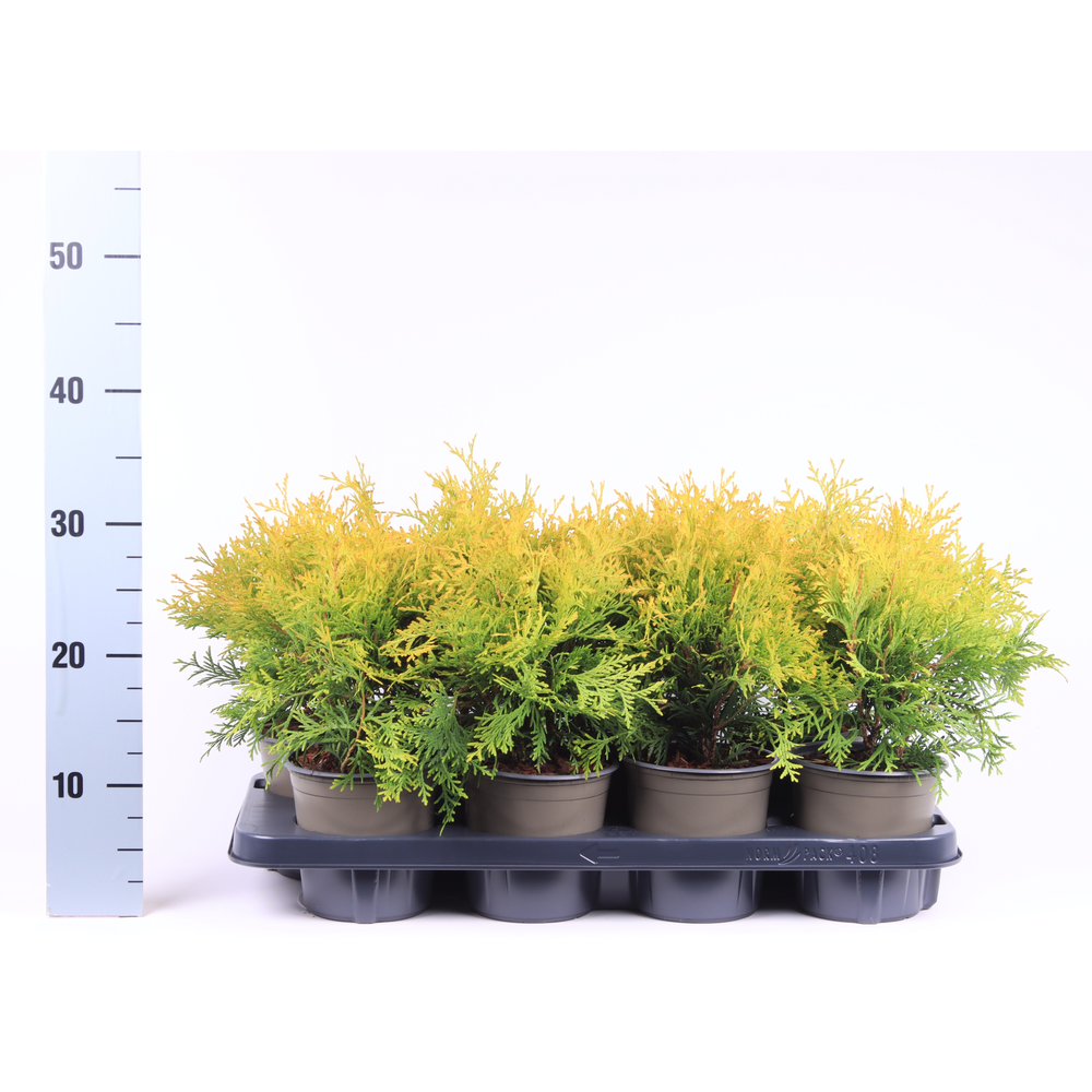 Thuja occidentalis 'Golden Globe'.