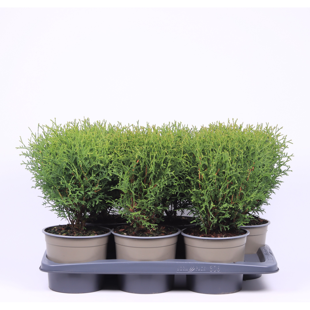 Thuja occidentalis 'Tiny Tim'.