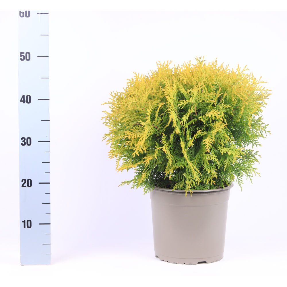 Thuja occidentalis 'Golden Globe'.