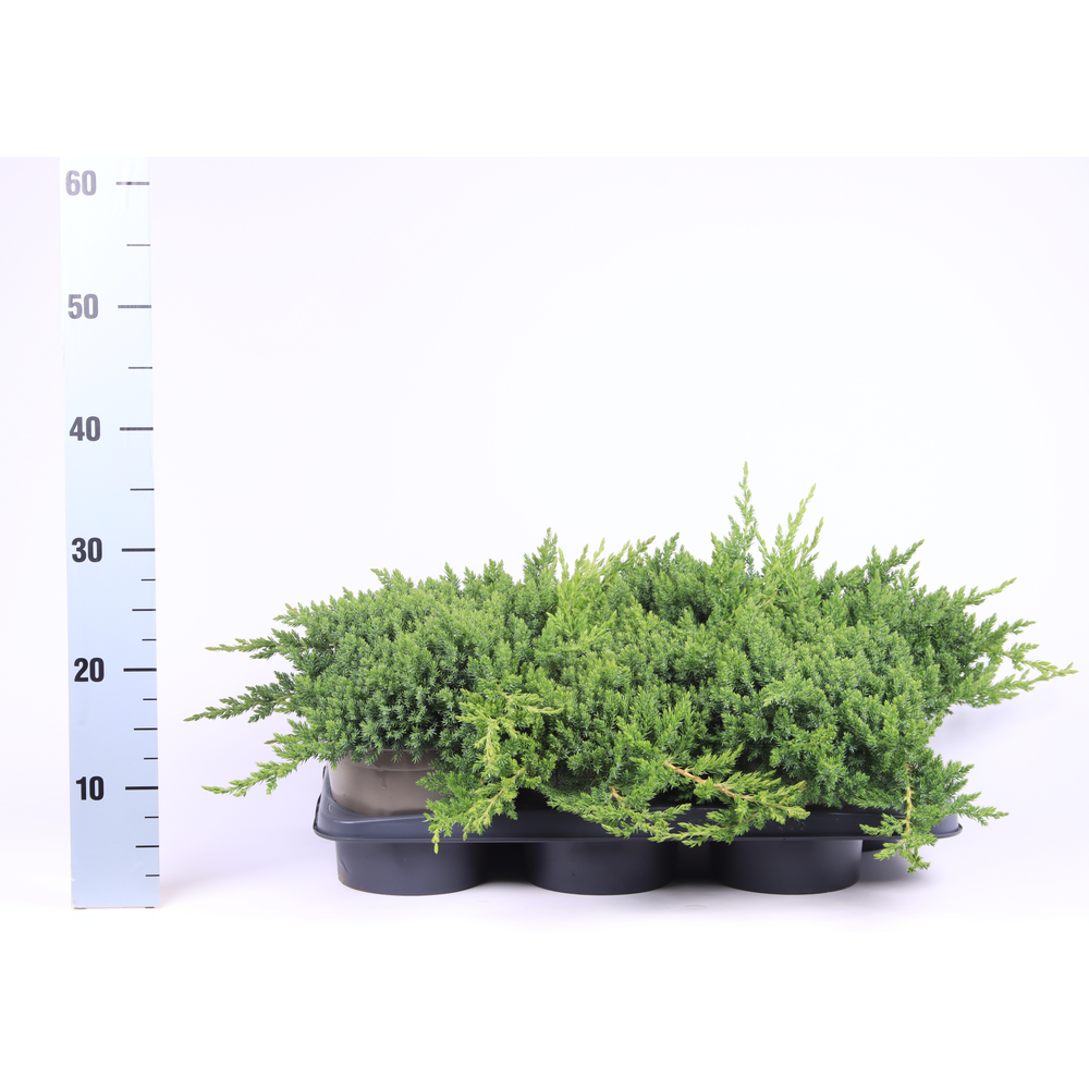 Juniperus procumbens 'Nana'.