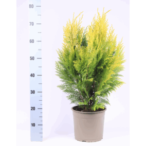 Chamaecyparis lawsoniana 'Ivonne'.