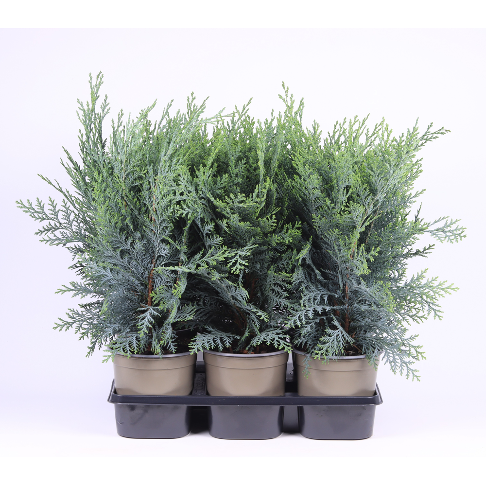 Chamaecyparis lawsoniana 'Pelt's Blue'.