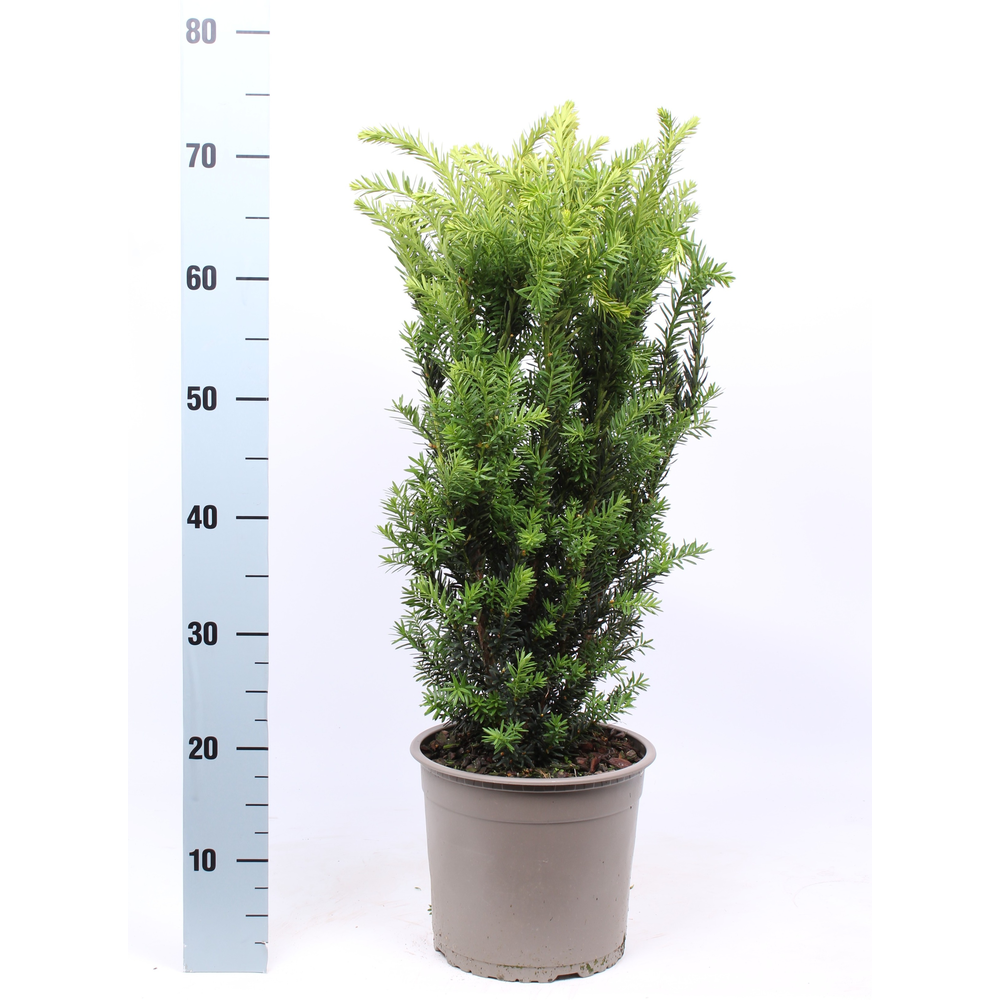 Taxus media 'Hillii'.