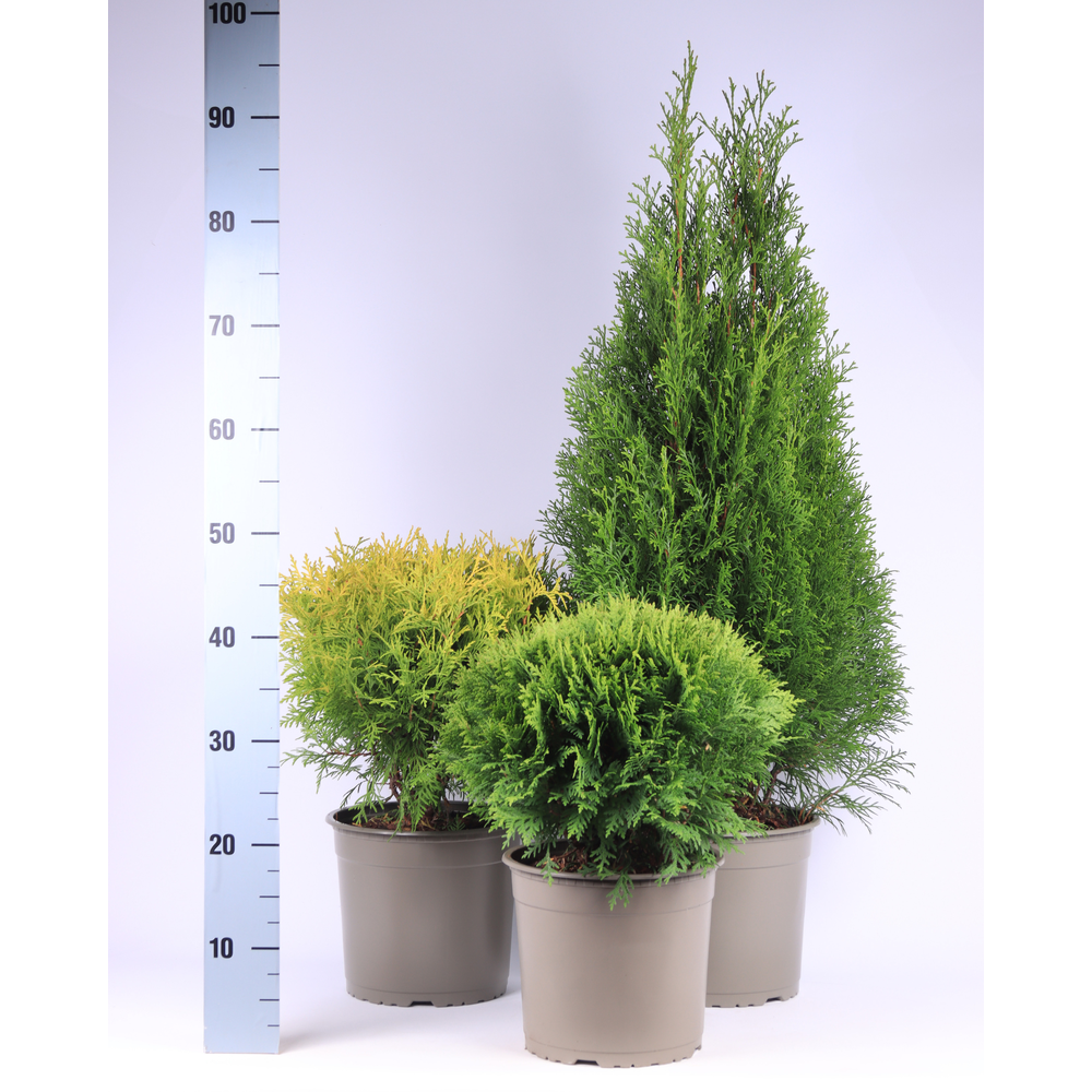 Thuja gemengde bak.