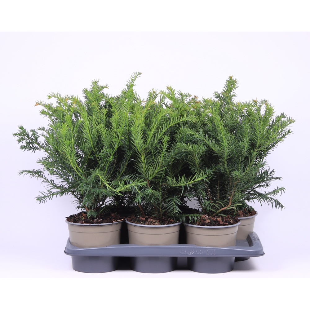 Taxus baccata 'Repandens'.