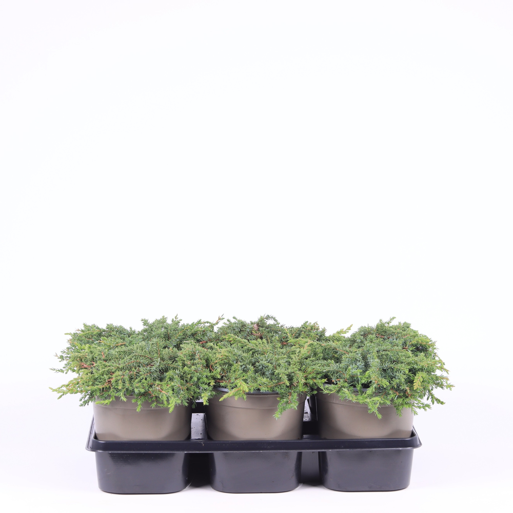 Juniperus communis 'Green Carpet'.