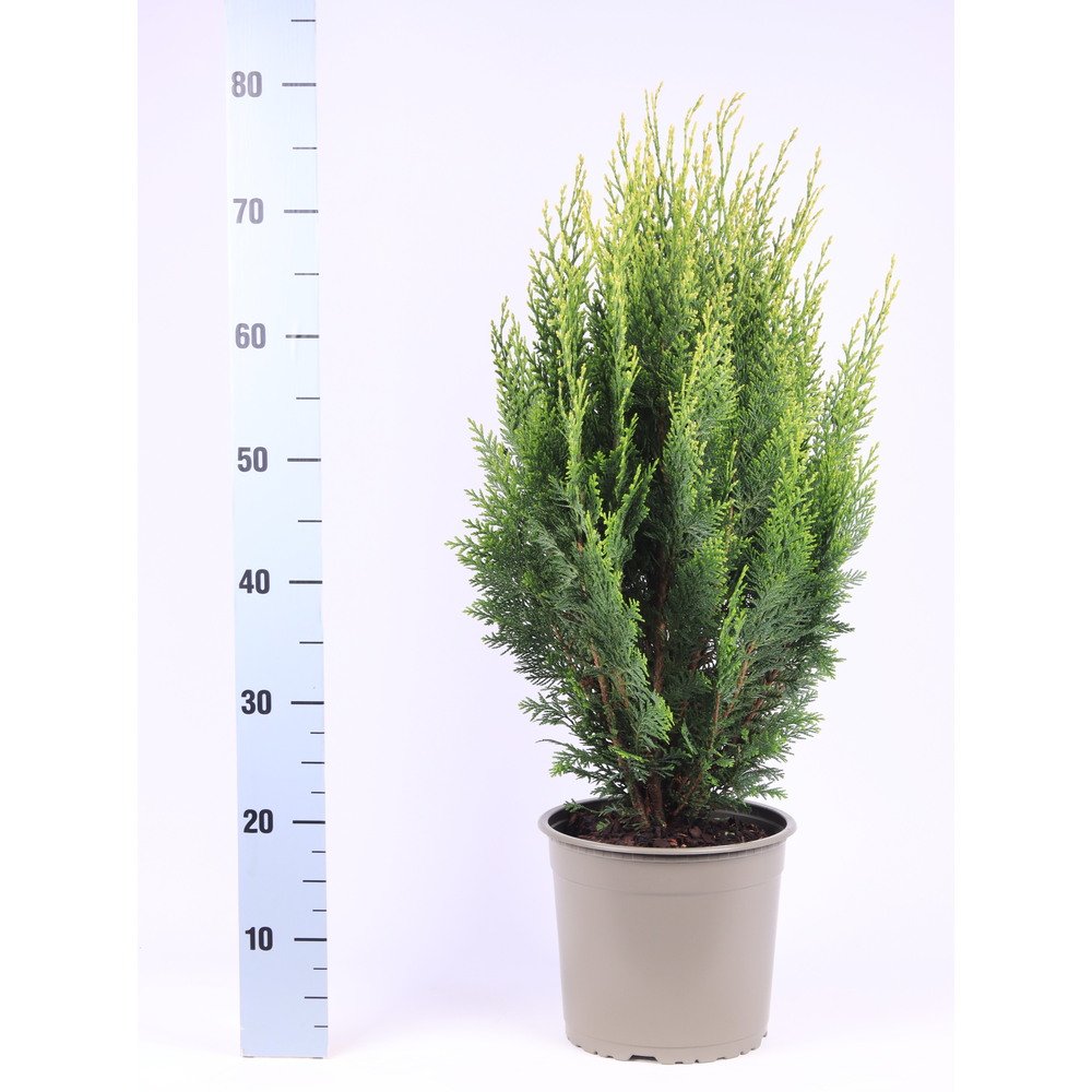 Chamaecyparis lawsoniana 'White Spot'.