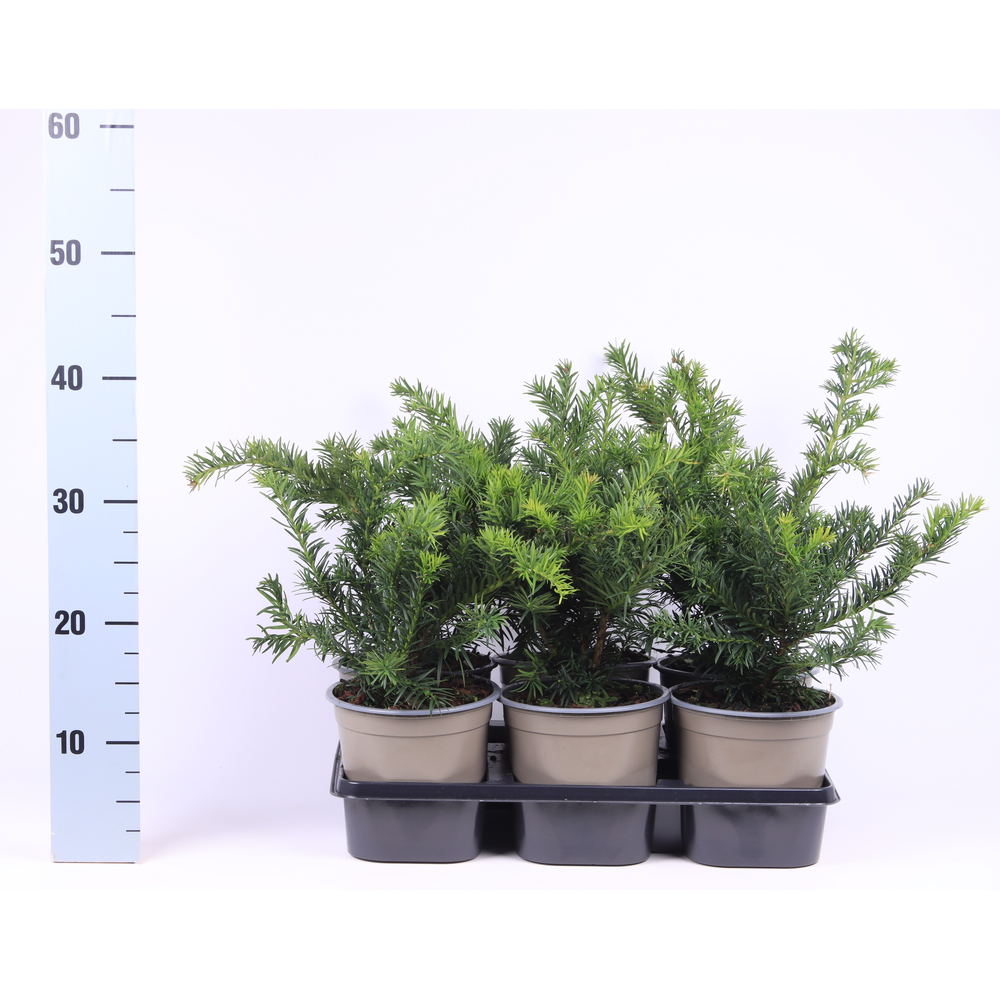 Taxus baccata 'Repandens'.