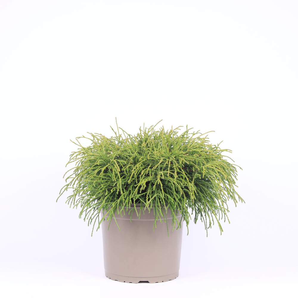 Chamaecyparis pisifera 'Filifera Nana'.