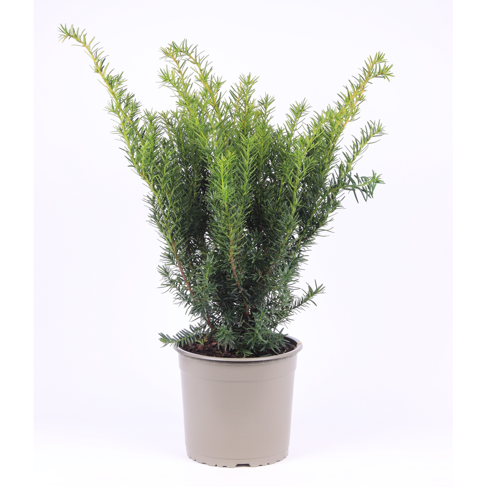 Taxus media 'Densiformis'.