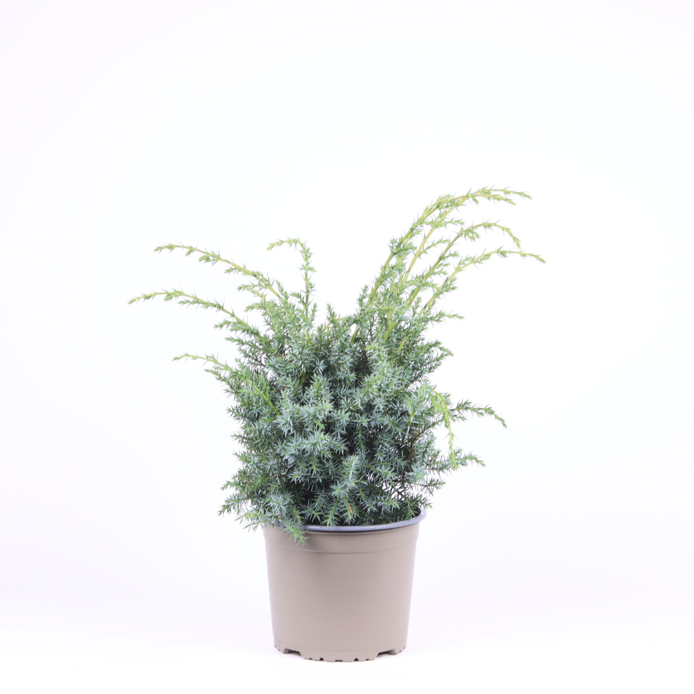 Juniperus chinensis 'Blue Alps'.