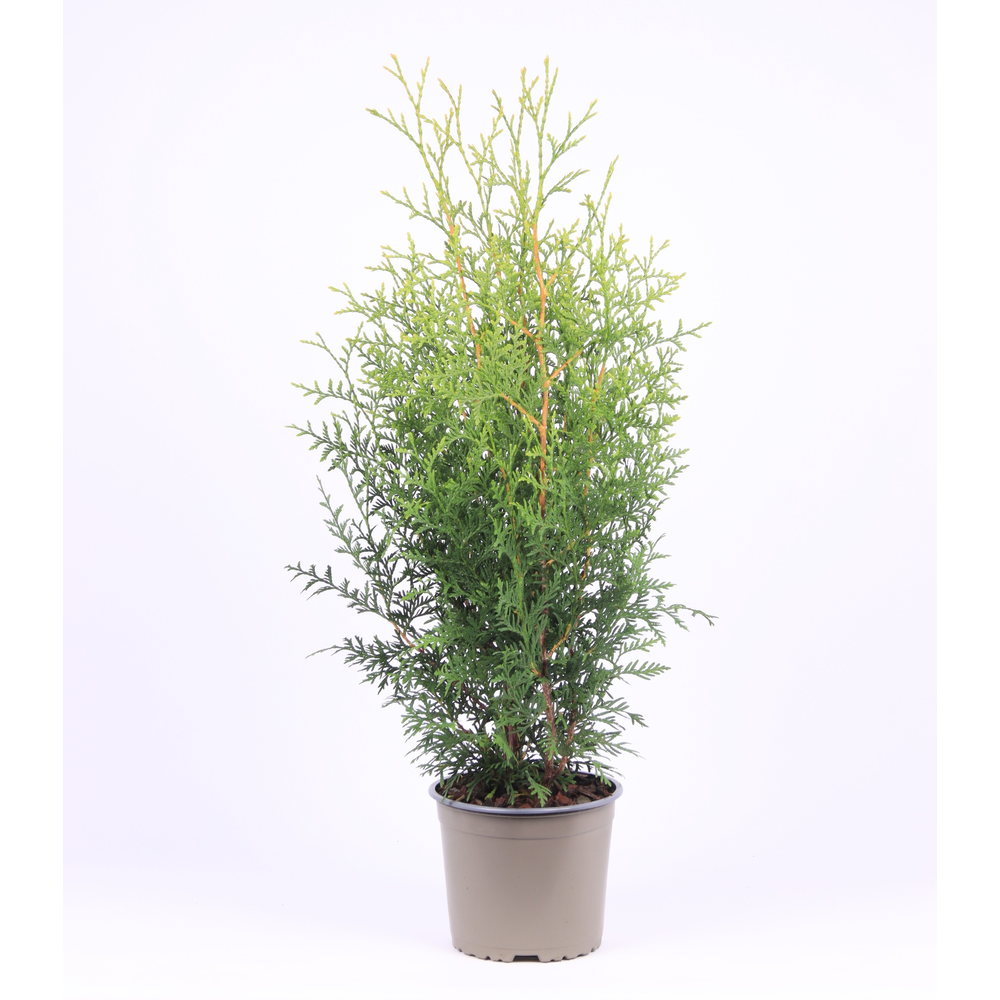 Thuja occidentalis 'Brabant'.