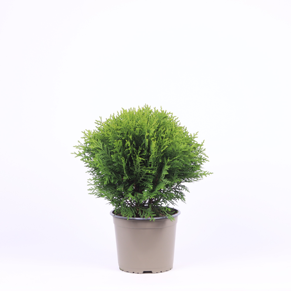 Thuja occidentalis 'Danica'.
