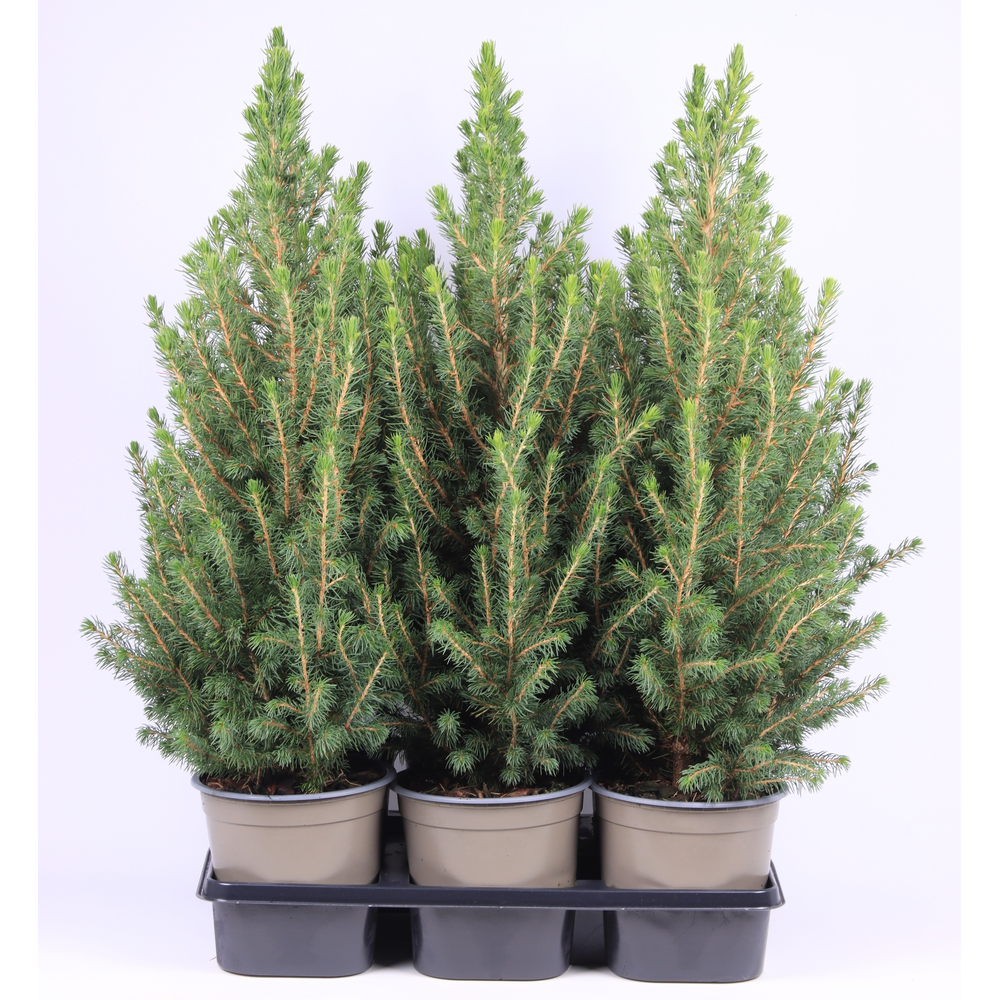 Picea glauca 'Conica'.