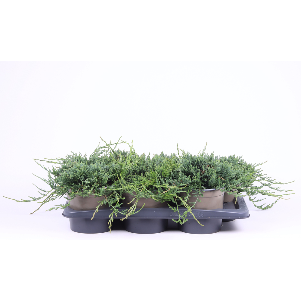Juniperus horizontalis 'Wiltonii'.