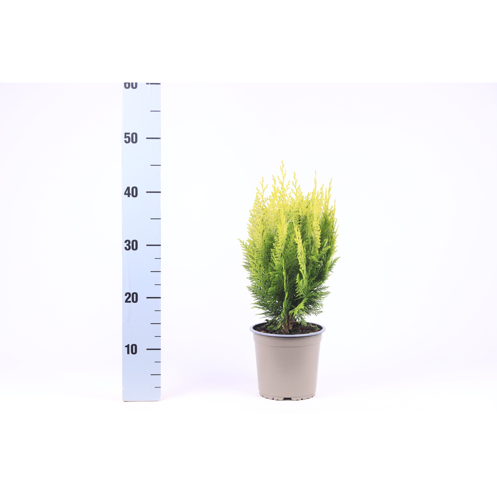 Chamaecyparis lawsoniana 'Stardust'.