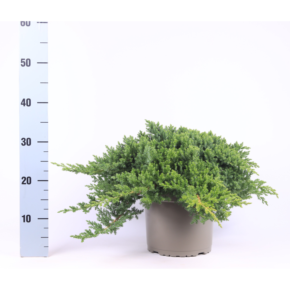 Juniperus procumbens 'Nana'.