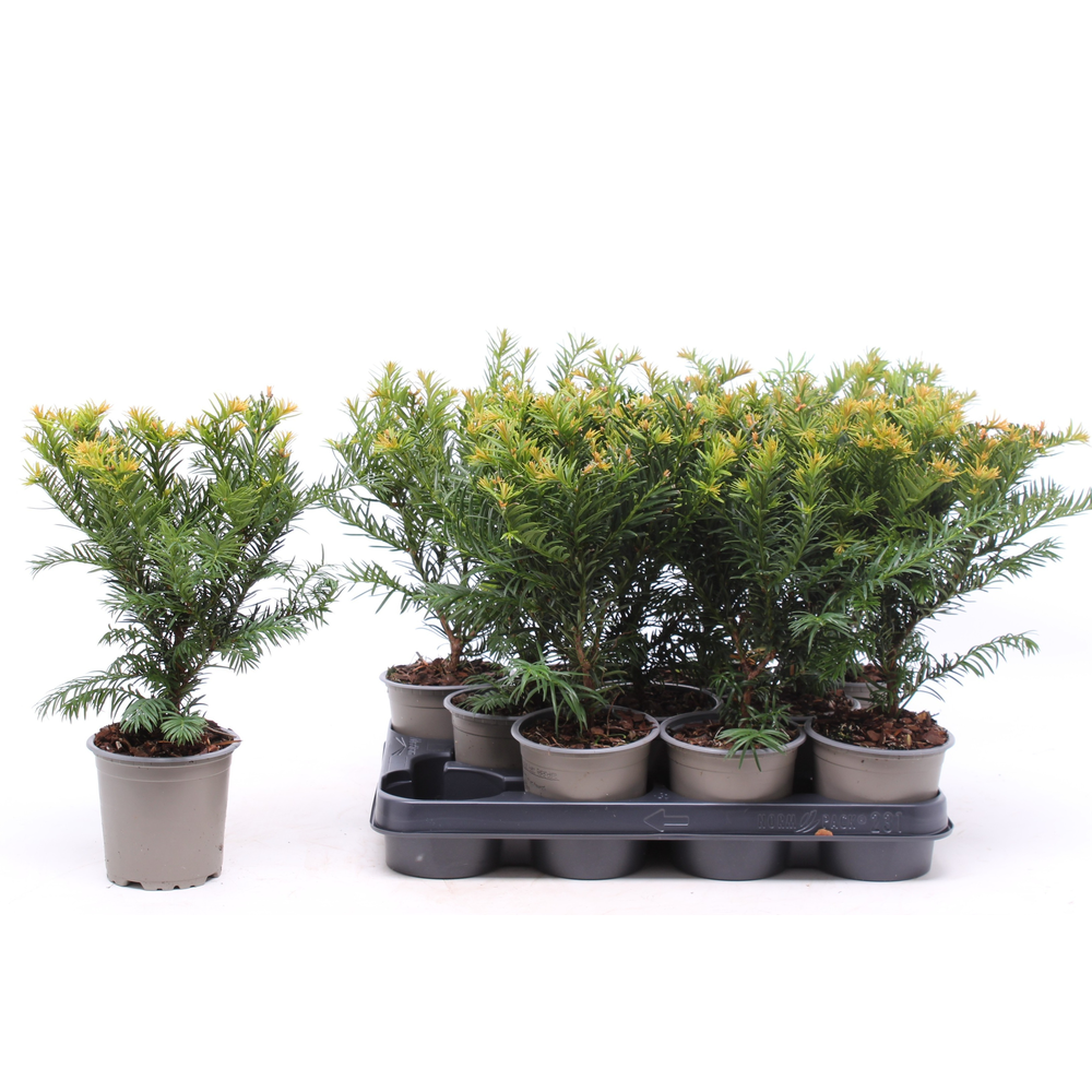 Taxus baccata 'Repandens'.