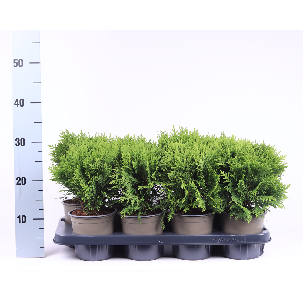 Thuja occidentalis 'Danica'.