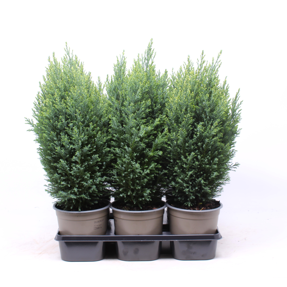Chamaecyparis lawsoniana 'Snow White'.
