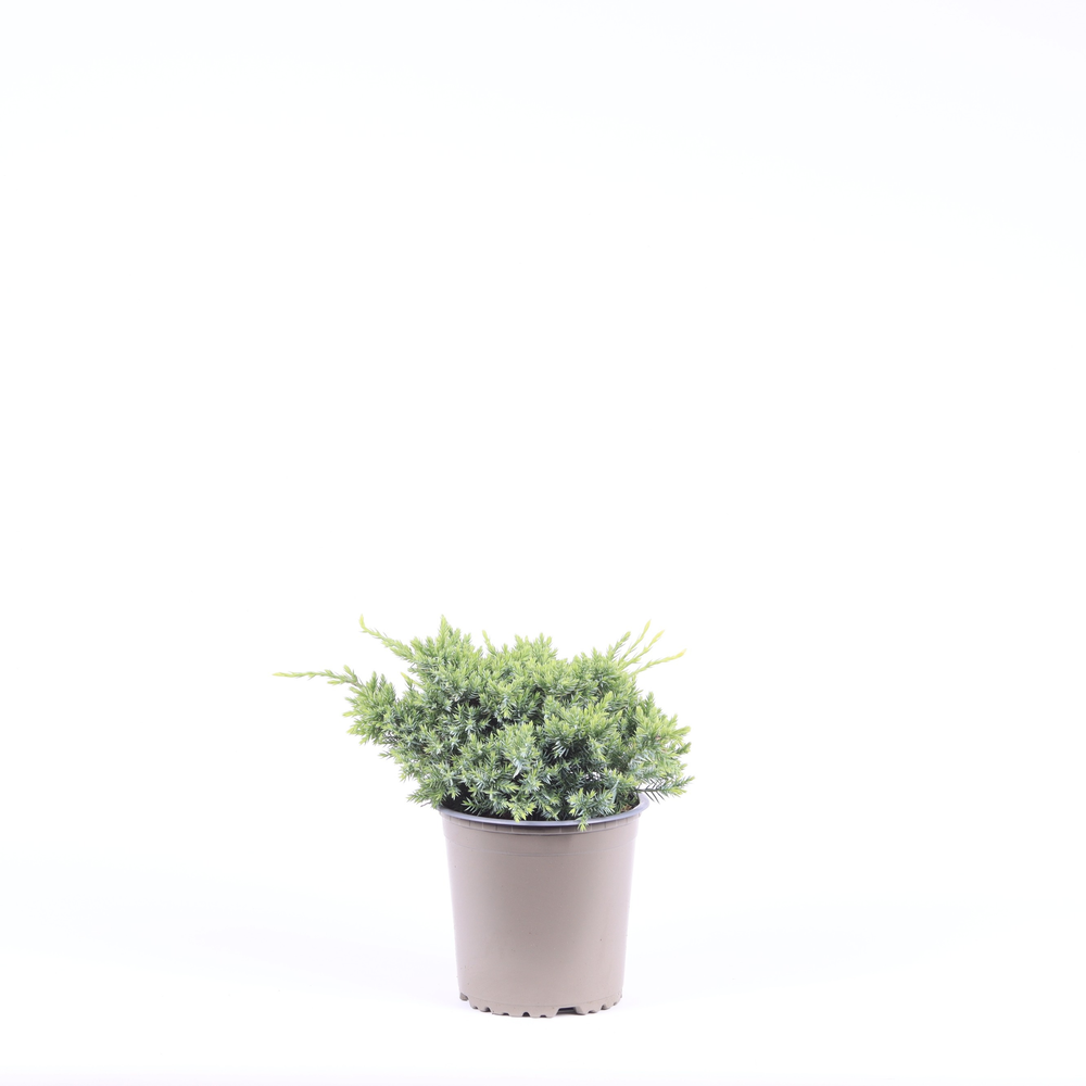 Juniperus squamata 'Holger'.