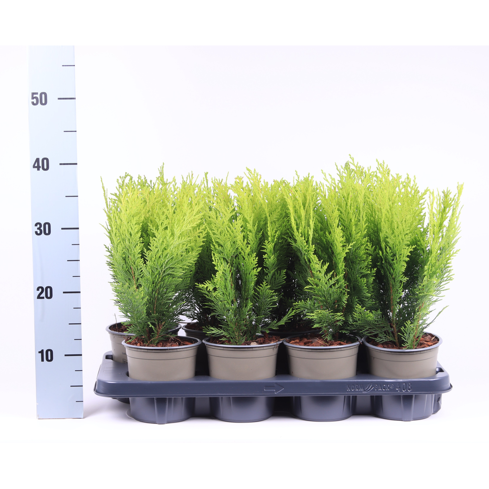 Chamaecyparis lawsoniana 'Stardust'.
