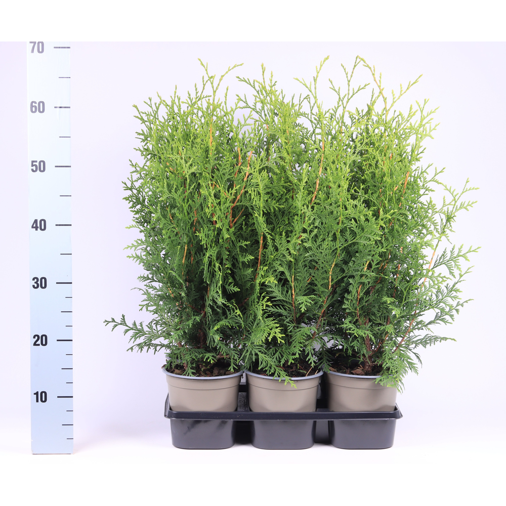 Thuja occidentalis 'Brabant'.
