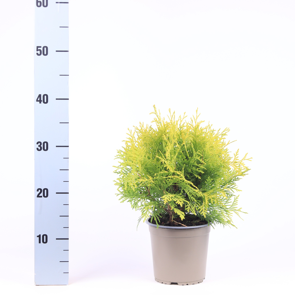 Thuja occidentalis 'Golden Globe'.