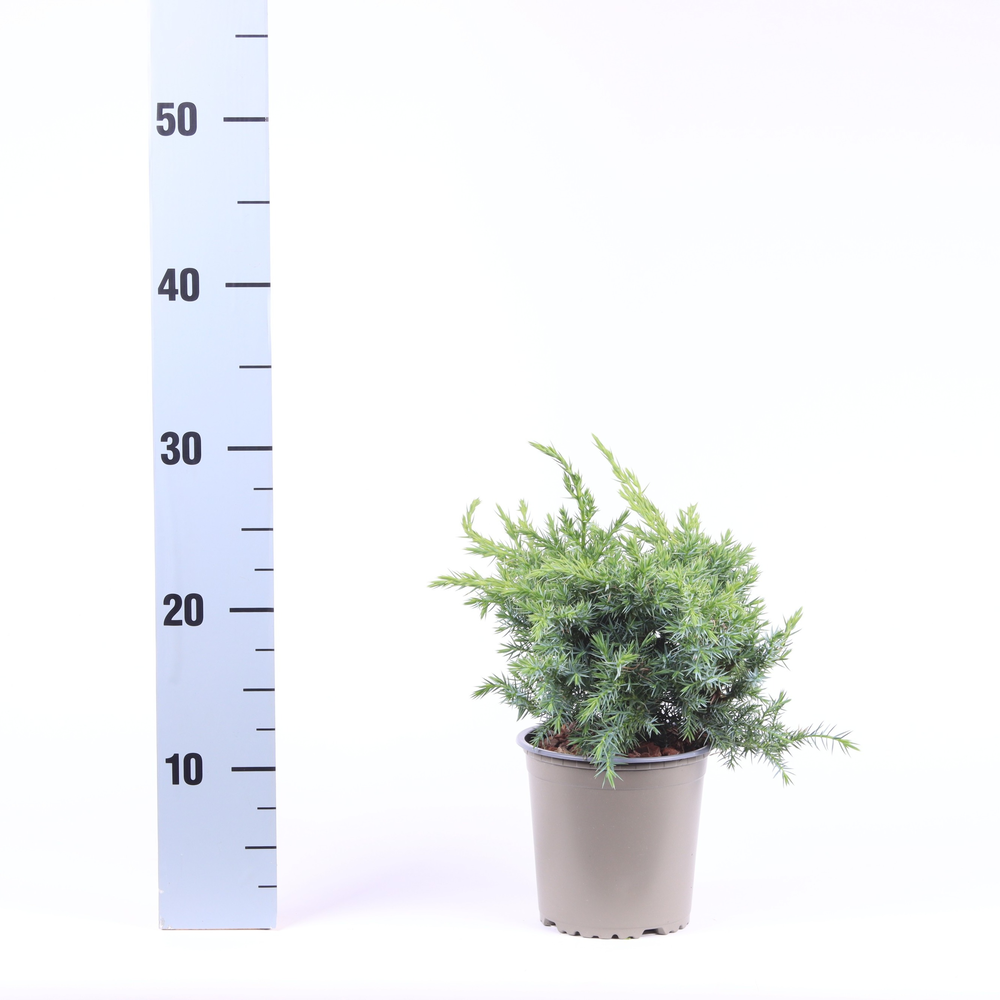 Juniperus squamata 'Blue Swede'.
