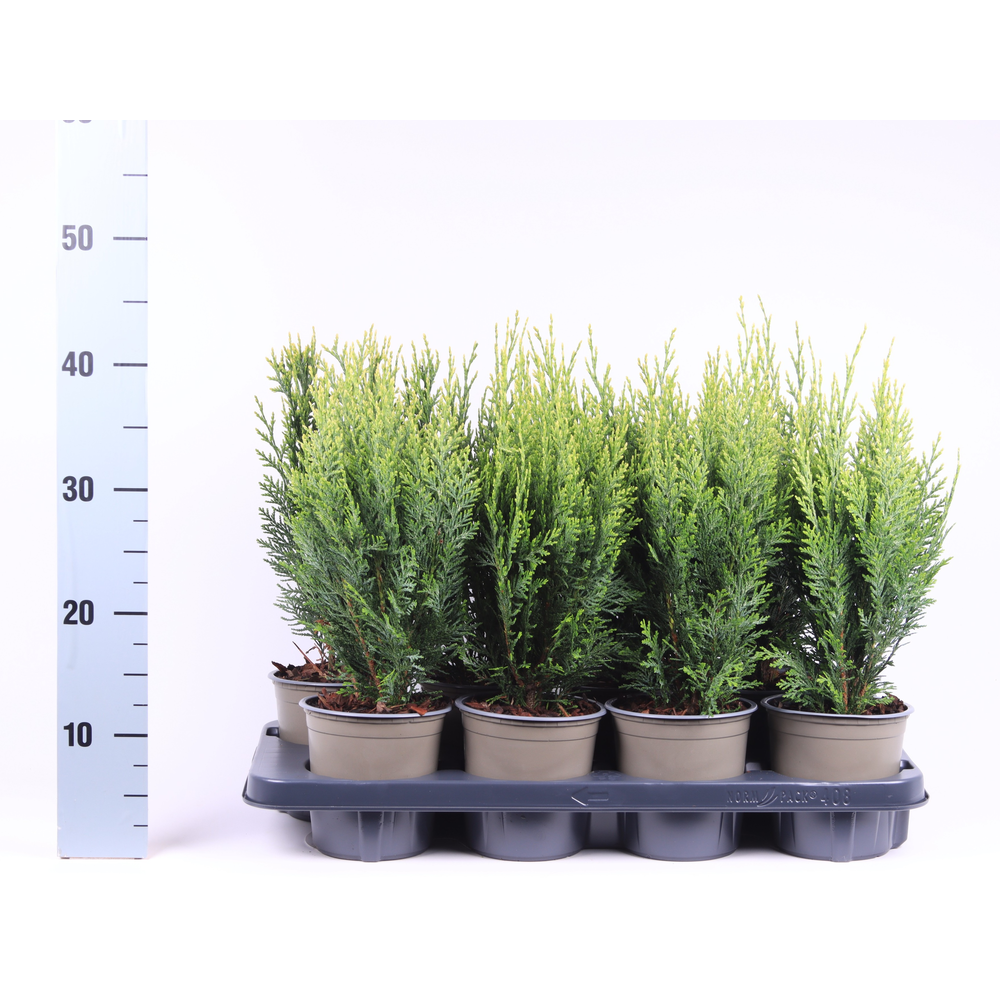 Chamaecyparis lawsoniana 'White Spot'.