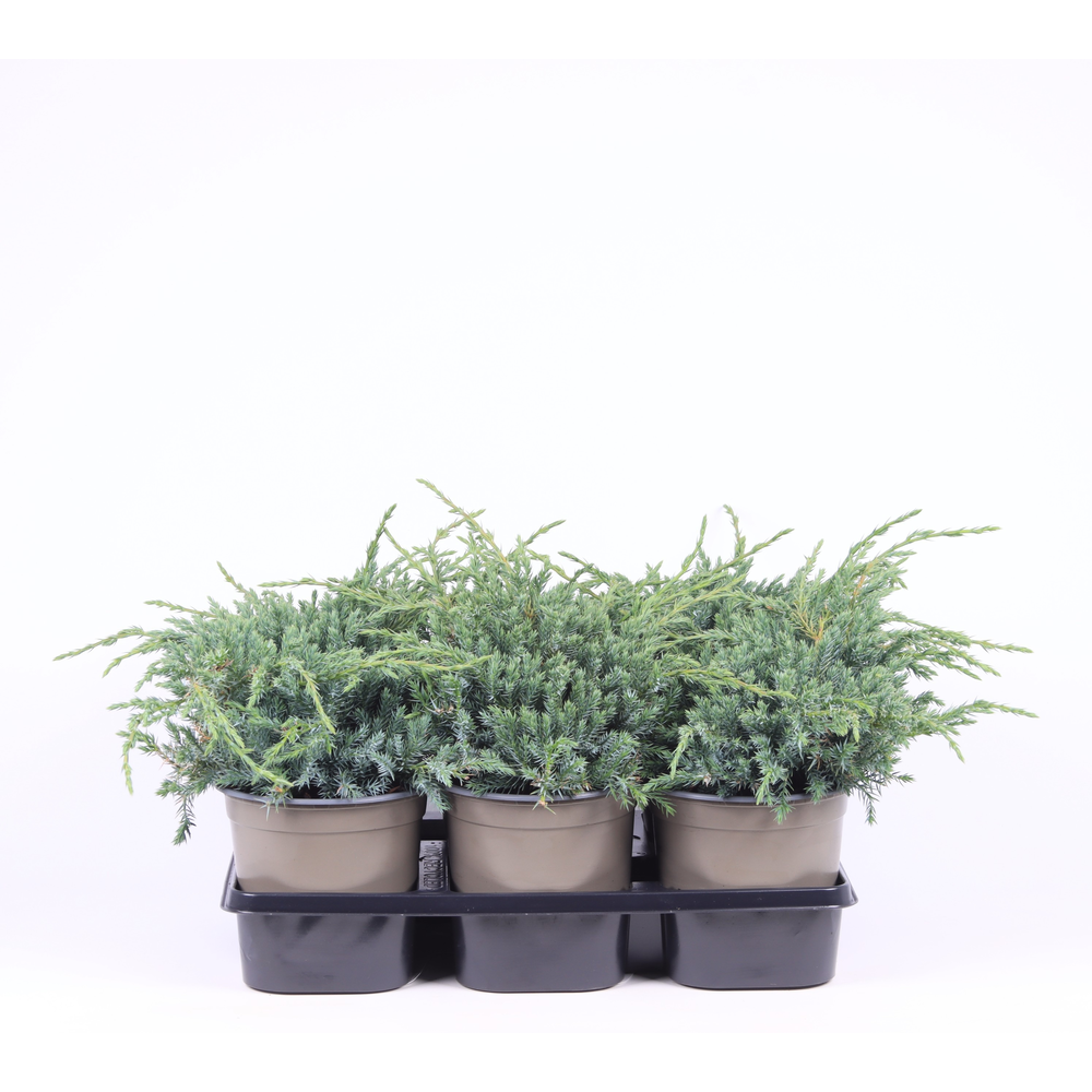 Juniperus squamata 'Blue Carpet'.