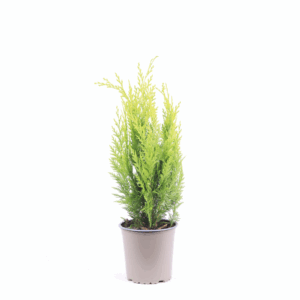 Chamaecyparis lawsoniana 'Ivonne'.