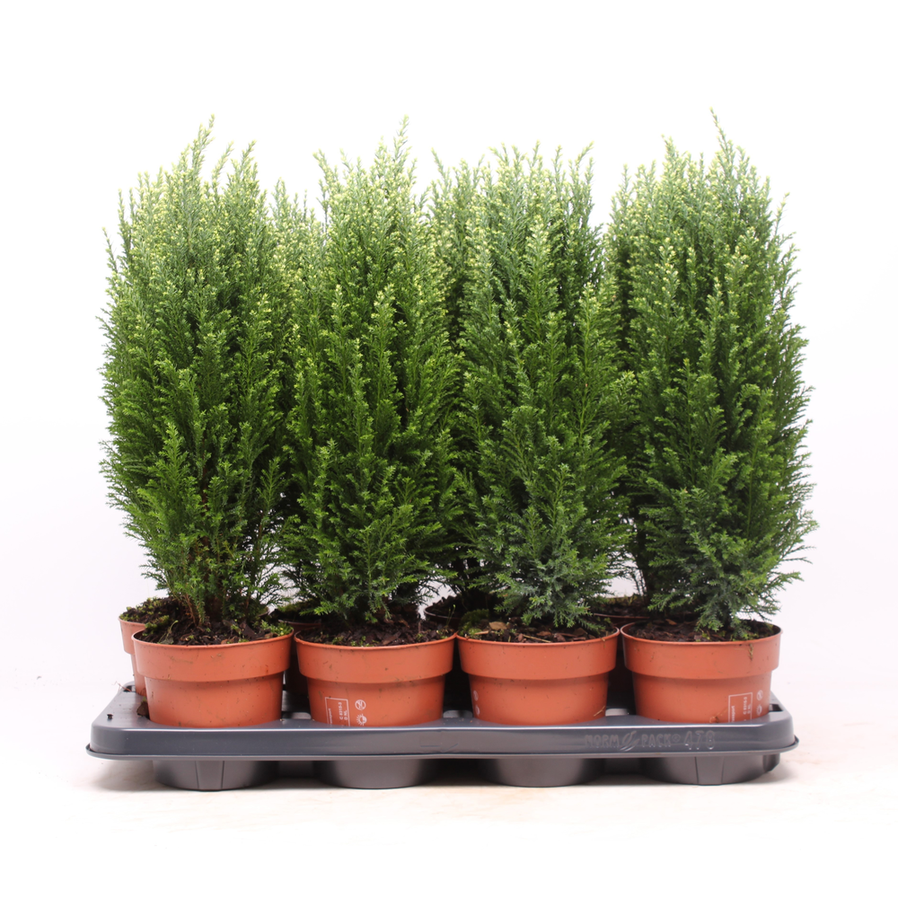 Chamaecyparis lawsoniana 'Snow White'.