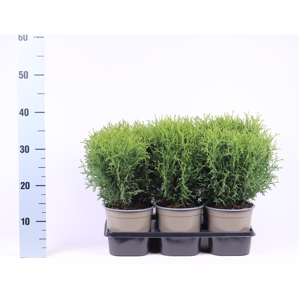 Thuja occidentalis 'Tiny Tim'.