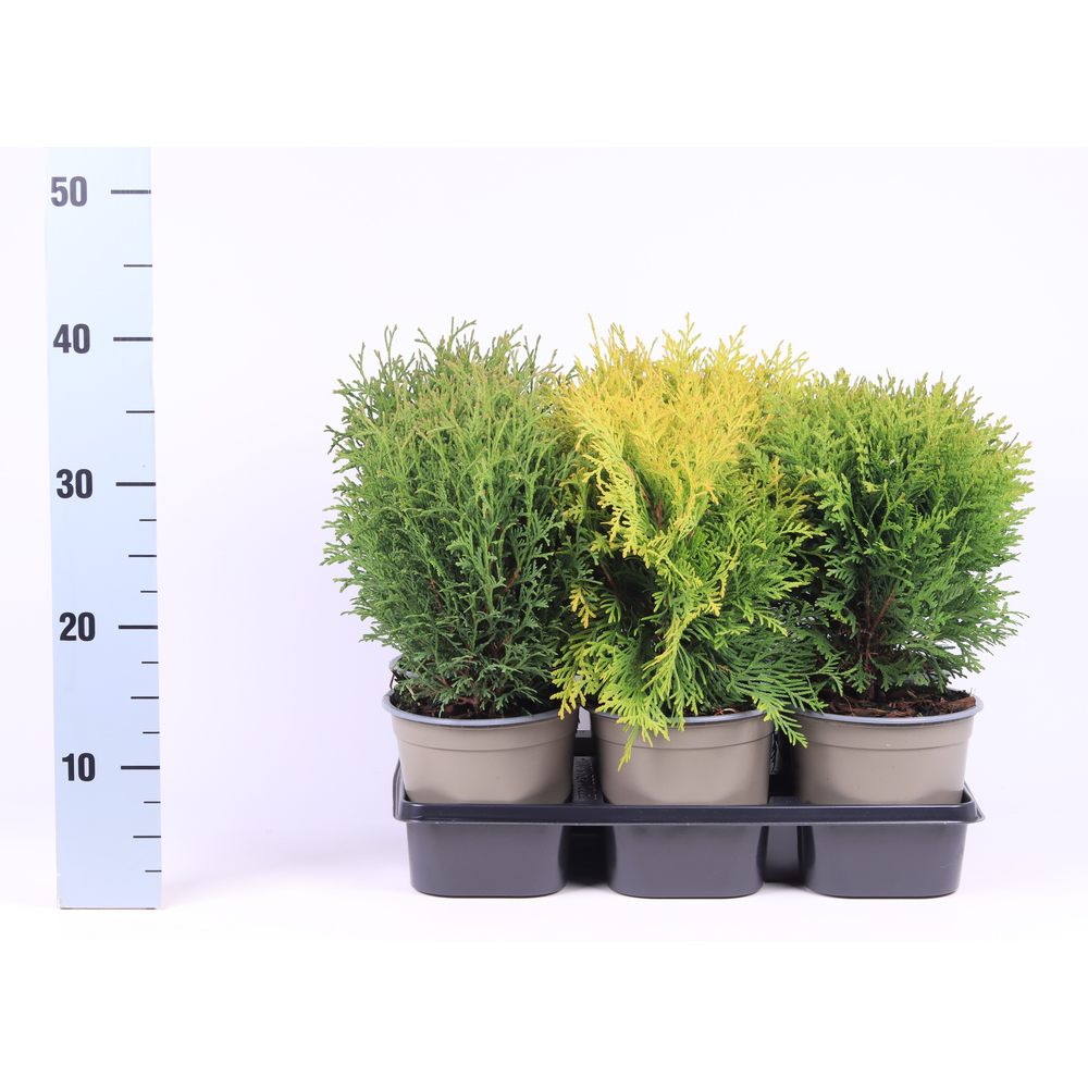 Thuja gemengde bak.