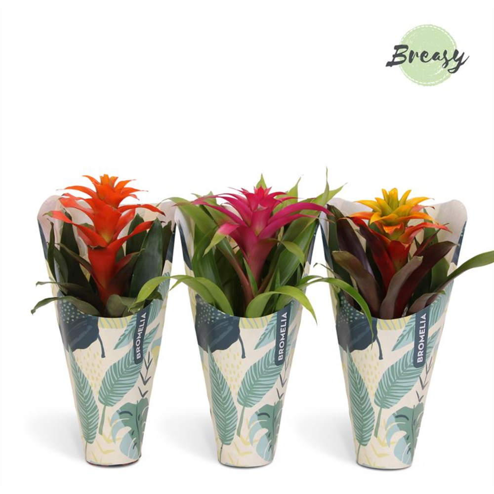Guzmania Cupcake Jungle Kraft.