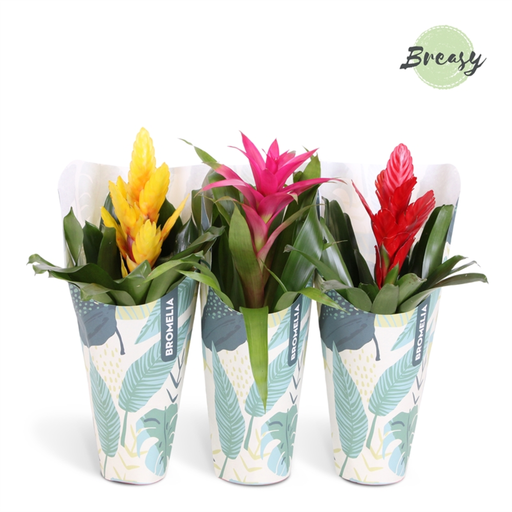 Bromelia Cupcake Jungle Kraft.
