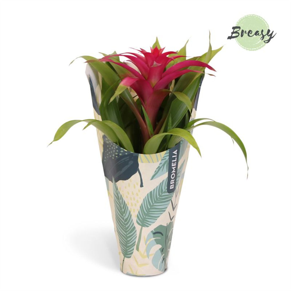 Guzmania Deseo Pink Jungle kraft.