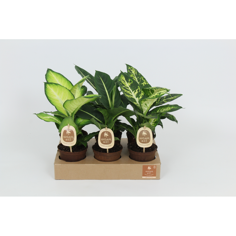 Natural Gift Dieffenbachia Gemengd 12 cm.