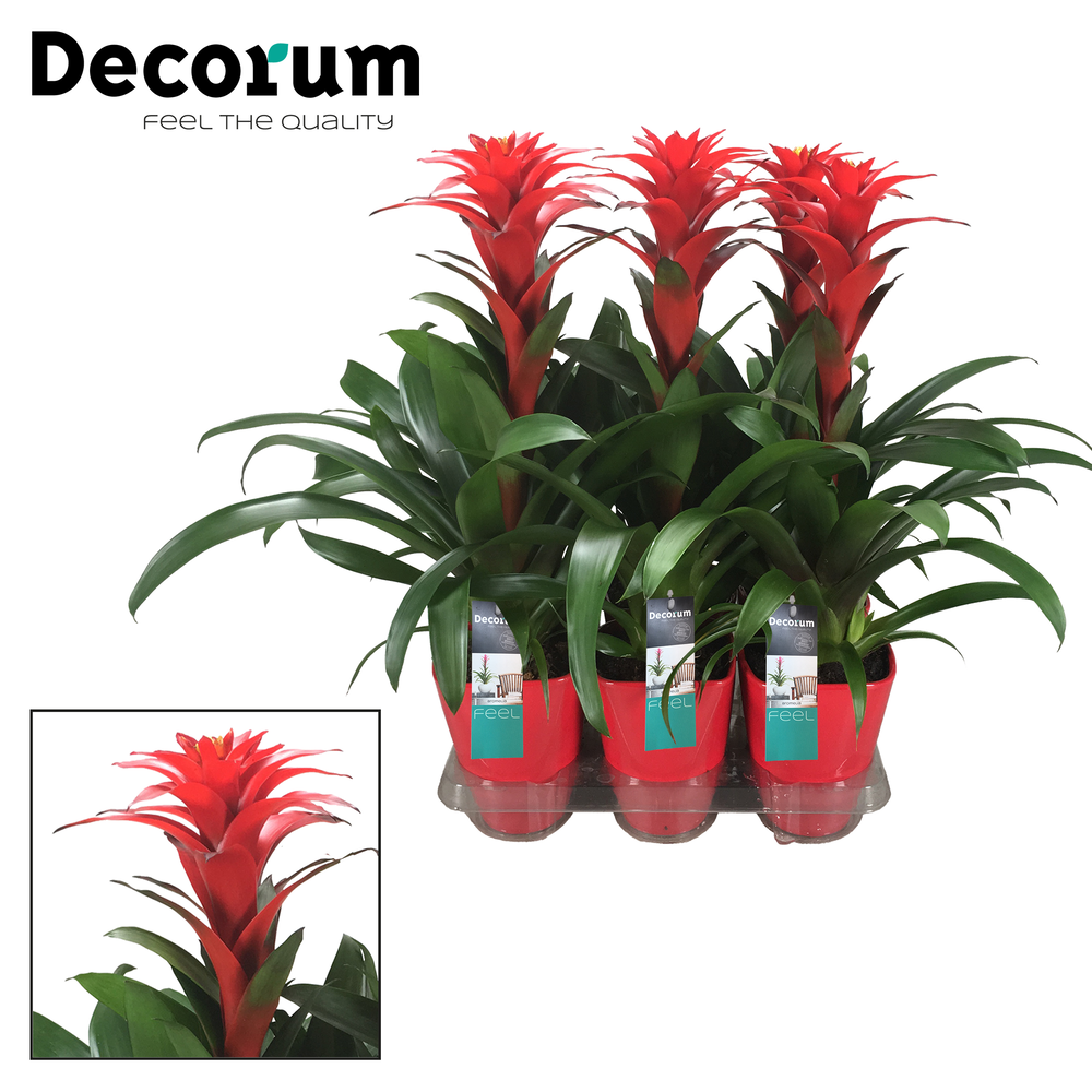 Guzmania Calypso luxe (Decorum).
