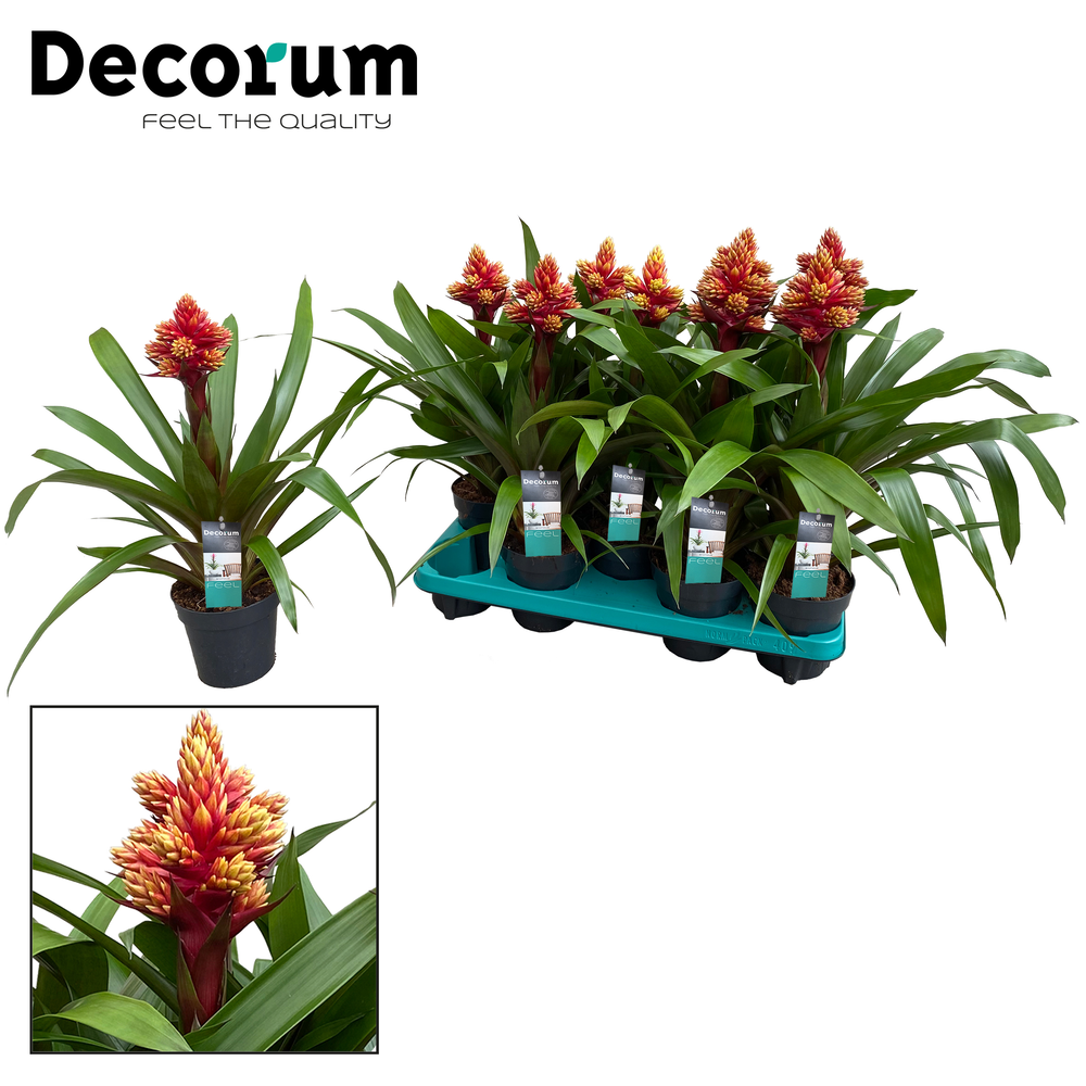 Guzmania Brush (Decorum).