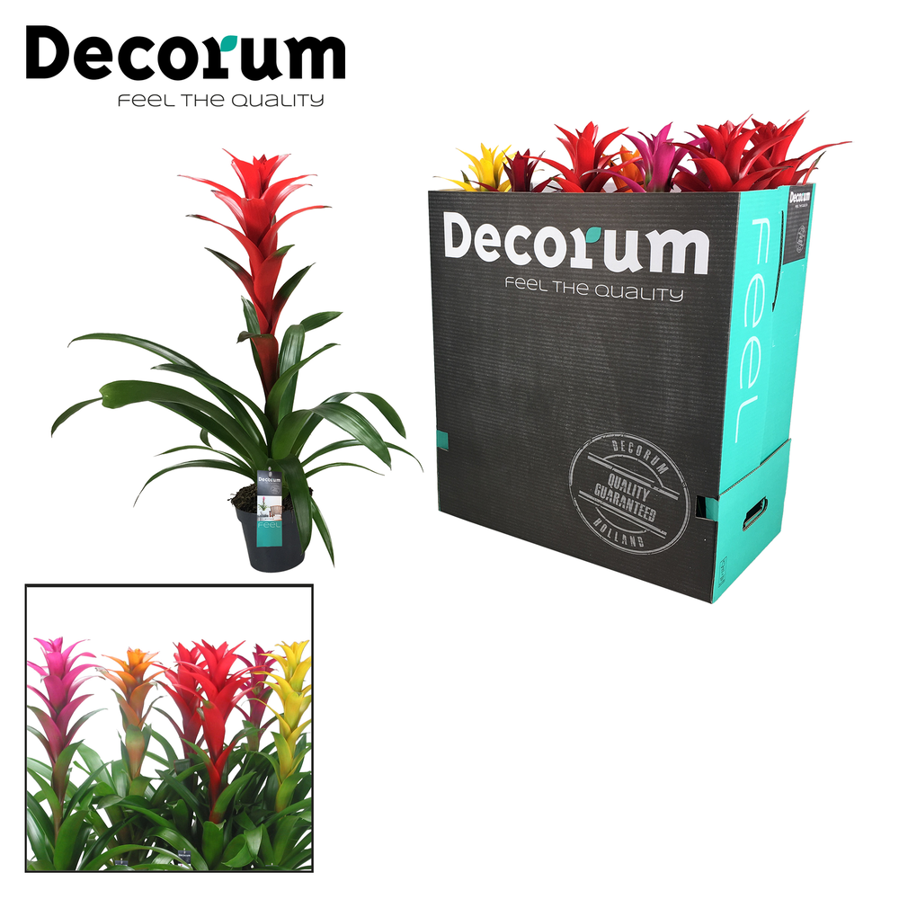 Guzmania Maxima mix XXL (Decorum).