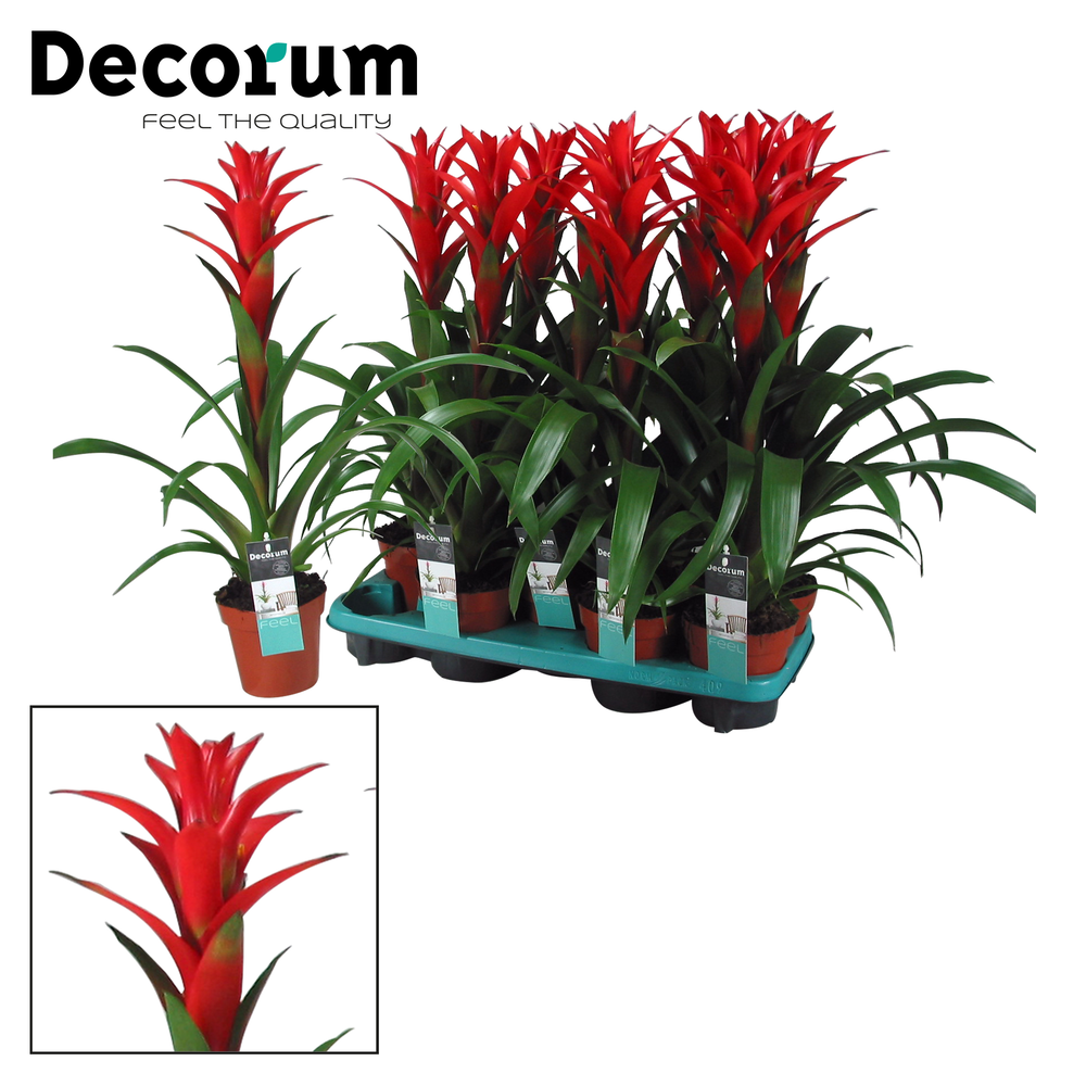 Guzmania Ostara (Decorum).