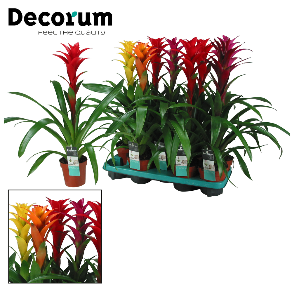 Guzmania Maxima Mix (Decorum).