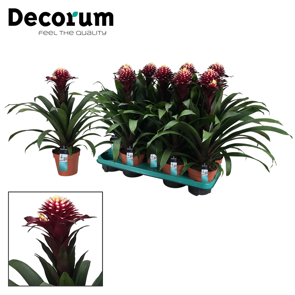 Guzmania Francesca (Decorum).